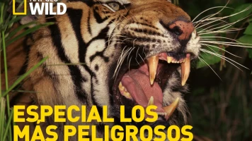 Los más peligrosos