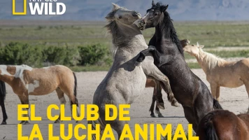 El club de la lucha animal