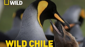 Wild Chile