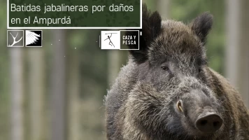 Batidas jabalineras por daños en el Ampurdán