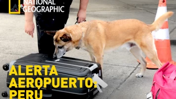 Alerta Aeropuerto