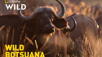Wild Botsuana
