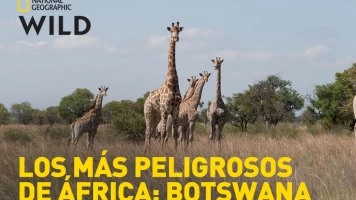 Los más peligrosos de África: Botswana