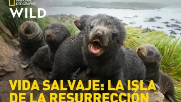 Vida salvaje: la isla de la Resurrección