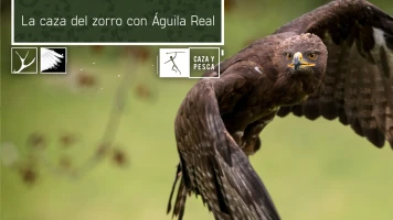 La caza del  zorro con Águila Real