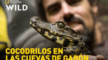 Cocodrilos en las cuevas de Gabón
