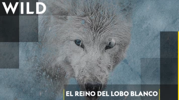 El reino del lobo blanco