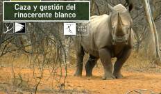 Caza y gestión del rinoceronte blanco