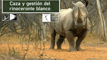 Caza y gestión del rinoceronte blanco