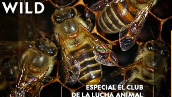 El club de la lucha animal