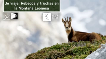 De viaje: rebecos y truchas en la montaña leonesa
