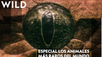 Especial Los animales más raros del mundo