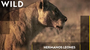 Hermanos leones: de cachorros a reyes