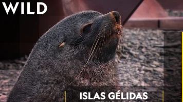 Islas gélidas