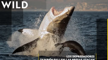 Los depredadores también fallan: las presas atacan