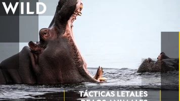Tácticas letales de los animales 