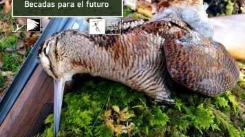 Becadas para el futuro