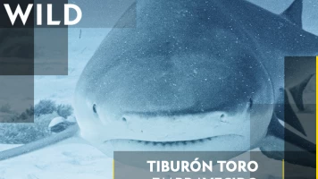 Tiburón toro embravecido