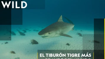 El tiburón tigre más grande del mundo