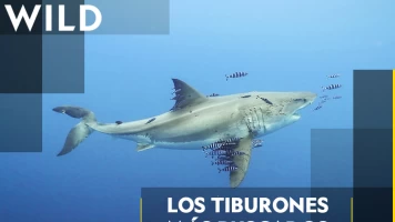 Los tiburones más buscados
