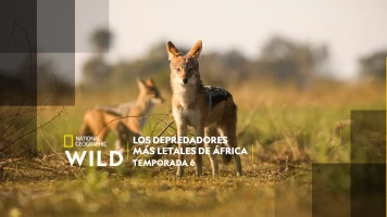 Los depredadores más letales de África