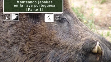 Monteando jabalíes en la raya Portuguesa 1ª parte