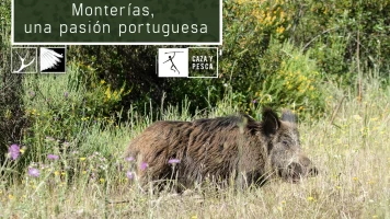 Montería, una pasión portuguesa