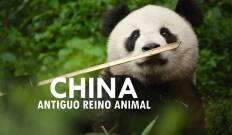 China: antiguo reino animal