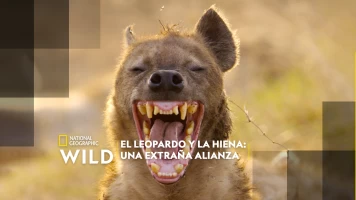 El leopardo y la hiena: una extraña alianza