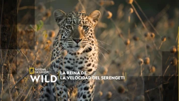 La reina de la velocidad del Serengeti
