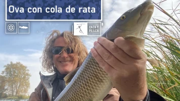 Ova con cola de rata