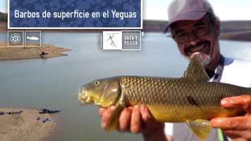 Barbos de superficie en el Yeguas