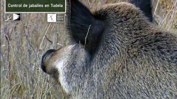 Control de jabalíes en Tudela