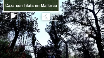 Caza con filats en Mallorca