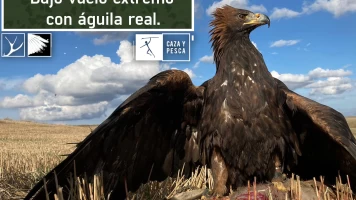 Bajo vuelo extremo con águila real