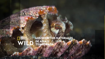 Los secretos naturales de Asia