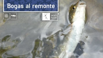 Bogas al remonte
