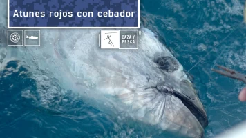 Atunes rojos con cebador
