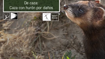 De caza: Caza con hurón por daños