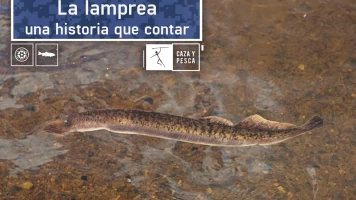La lamprea: una historia que contar