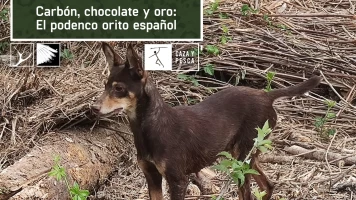 Carbón, chocolate y oro: El podenco Orito