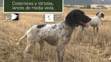 Codornices y Tórtolas: lances de Media Veda