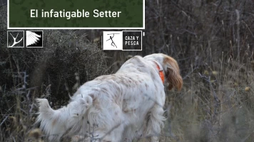 El infatigable Setter