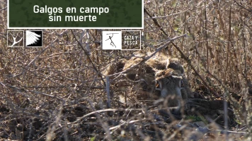 Galgos en campo sin muerte