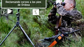 Reclamando corzos a los pies de Ordesa