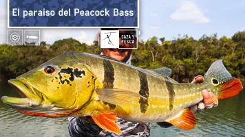 El paraíso del Peacock Bass