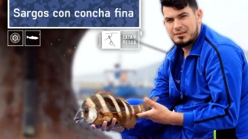 Sargos con concha fina