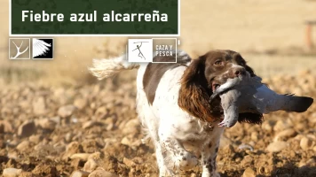 Fiebre azul Alcarreña