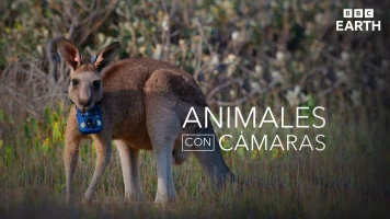 Animales con cámaras