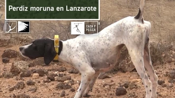 Perdiz moruna en Lanzarote